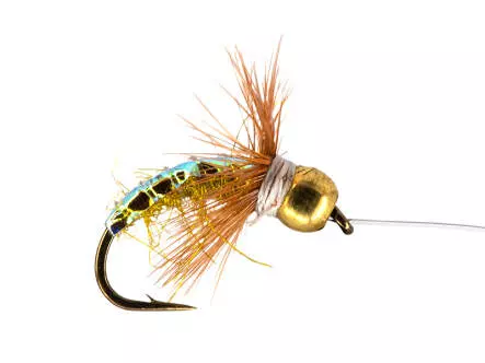 Olive Grayling Star