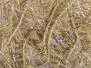 HACKLE CHENILLE hotfly - 12 mm - 200 cm - white