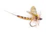 Vulgata CDC