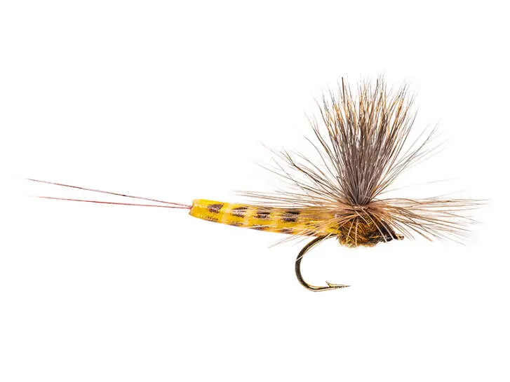 Elk Wing Danica 12