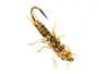 Stonefly Jig Yellow 8