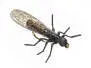 X-True Stone Fly little black 14