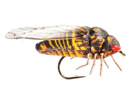 Cicada 6
