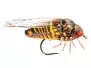 Cicada 6
