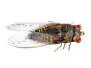 Cicada 6