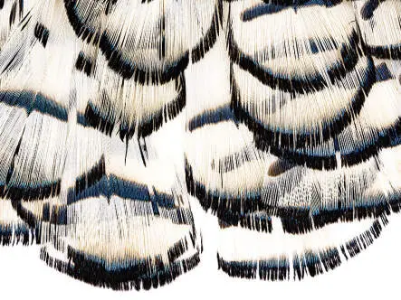 DIAMANTFASAN KOPF KOMPLETT hotfly