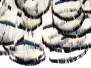 DIAMANTFASAN KOPF KOMPLETT hotfly - white natural UV
