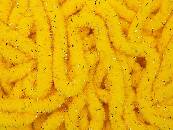 WORM CHENILLE PLUS GOLD hotfly - 3 mm - 200 cm - sunburst