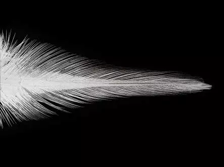 PIUME COQ DE LEÒN INDIO grade 2 hotfly - 10 pz.