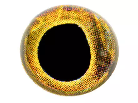 4D EYES X-REAL hotfly - 20 pc.