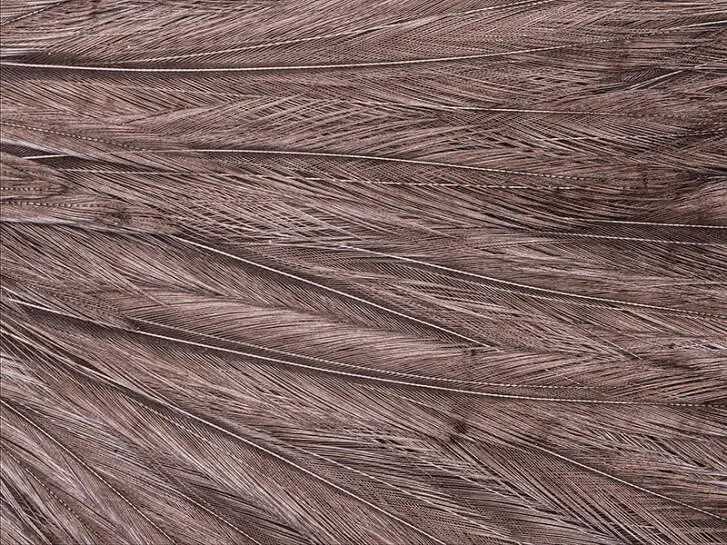COLLO DI GALLO PRO TYER hotfly - pale brown