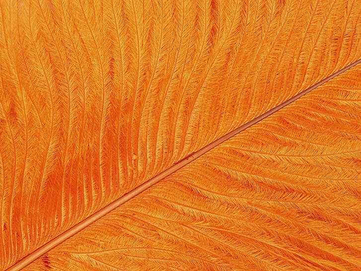 PIUMA DI STRUZZO (OSTRICH HERL) V2 hotfly - 1 pz. - 25/30 cm - orange fluo