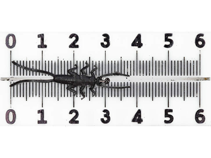 10 Ganci Ninfe A Testa Di Tungsteno 4mm | Affondamento Veloce Per Trote, Carpioni E Salmoni – Taglia 12