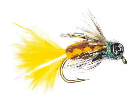 Yellow Brown Dragonfly Nymph