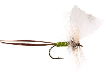 Olive Drake W. Fan 10