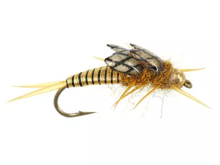 Copperback Stone - Gold 8