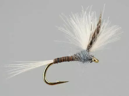 CDC Quill Gordon