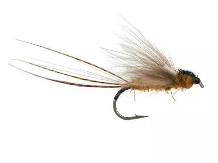 Olive Dun CDC