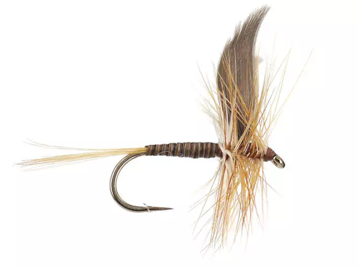 Ginger Quill
