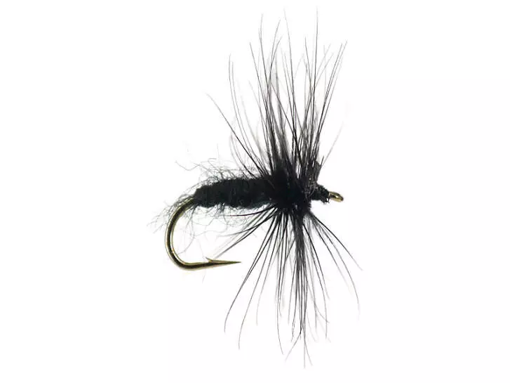 Black Spider
