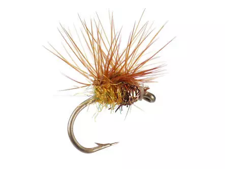 Paraloop Light Cahill