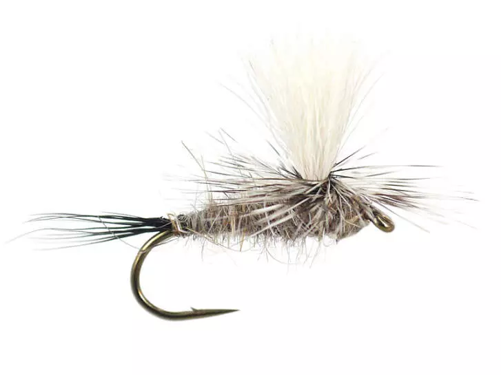 Hares Ear Parachute Superb