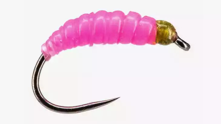 Grub_Pupa_3