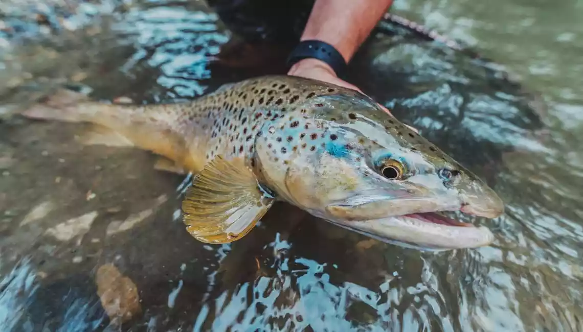 Rio Selva dei Molini pesca a mosca