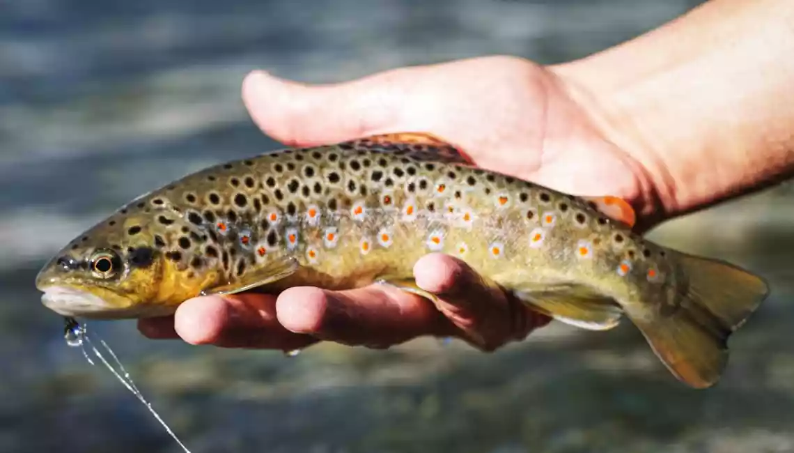 bellissima trota fario catturata acon la ninfa di bracciolo