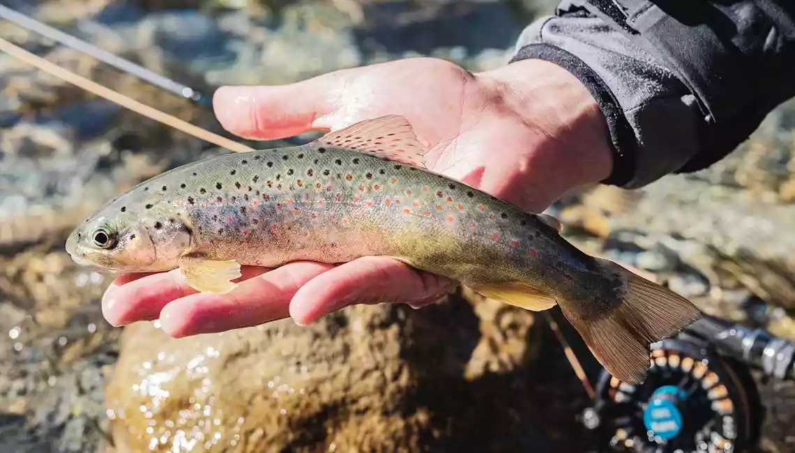 Ruetz pesca a mosca trota fario