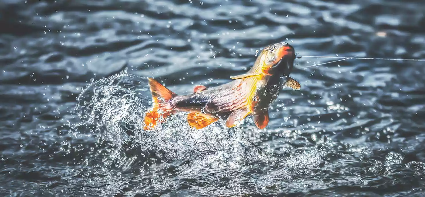 temolo pescato a mosca