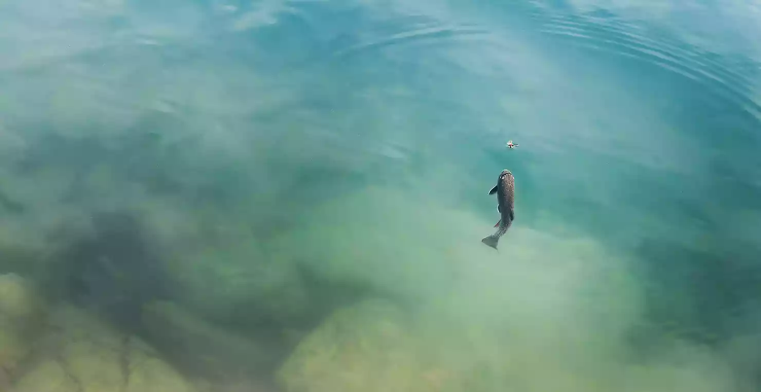 trota che bolla in lago