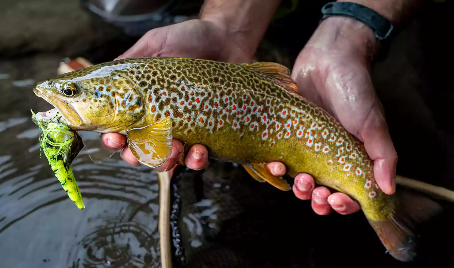 Pesca Con La Mosca Mosche Bagnato Fly 16 Selezione Classica Trota