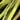 PECCARY PATCH hotfly - olive